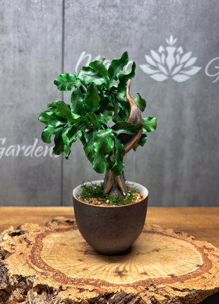 Mini Preserved Bonsai Tree in Gray Pot – Handmade Zen Japandi Decor