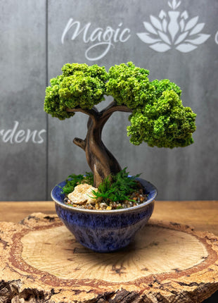 Mini Preserved Moss Bonsai Tree in Blue Ceramic Pot – Handmade Zen Desk Decor