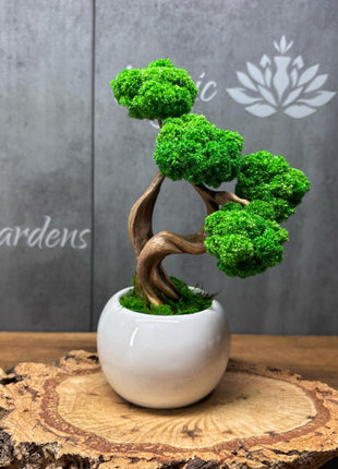 Mini Preserved Moss Bonsai Tree in White Ceramic Pot – Handmade Zen Desk Decor