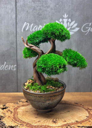 Mini Preserved Moss Bonsai Tree in Blue Ceramic Pot – Handmade Zen Japandi Decor