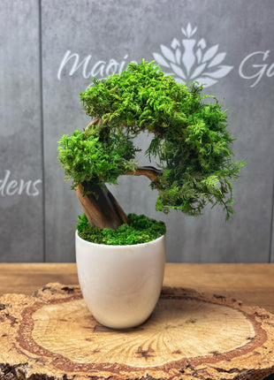 Mini Preserved Moss Bonsai Tree – Handmade Zen Japandi Home Decor