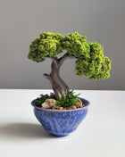 Mini Preserved Moss Bonsai Tree in Blue Ceramic Pot – Handmade Zen Desk Decor