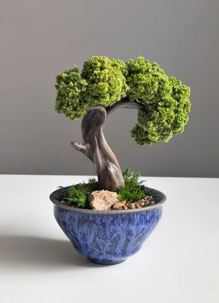 Mini Preserved Moss Bonsai Tree in Blue Ceramic Pot – Handmade Zen Desk Decor