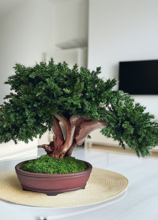 Handmade Preserved Juniper Bonsai Tree in Ceramic Pot – No Maintenance Indoor Plant, Japanese Zen Decor, Japandi Home Accent