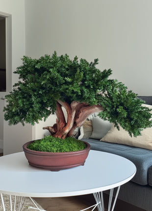 Handmade Preserved Juniper Bonsai Tree in Ceramic Pot – No Maintenance Indoor Plant, Japanese Zen Decor, Japandi Home Accent