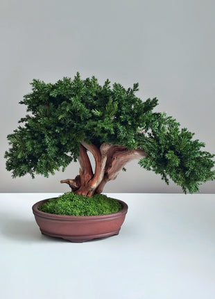 Handmade Preserved Juniper Bonsai Tree in Ceramic Pot – No Maintenance Indoor Plant, Japanese Zen Decor, Japandi Home Accent