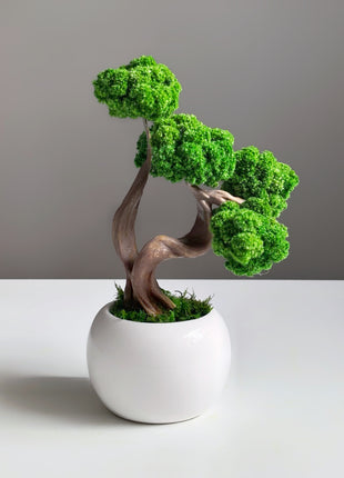 Mini Preserved Moss Bonsai Tree in White Ceramic Pot – Handmade Zen Desk Decor