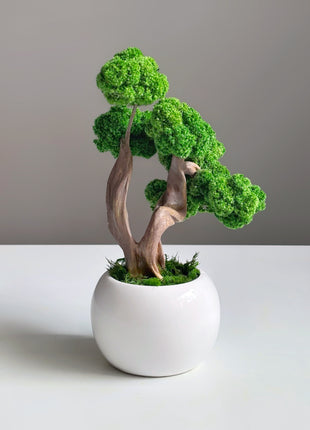 Mini Preserved Moss Bonsai Tree in White Ceramic Pot – Handmade Zen Desk Decor