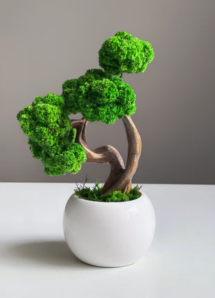Mini Preserved Moss Bonsai Tree in White Ceramic Pot – Handmade Zen Desk Decor