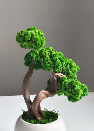 Mini Preserved Moss Bonsai Tree in White Ceramic Pot – Handmade Zen Desk Decor