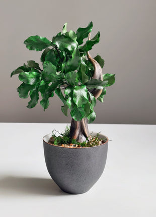 Mini Preserved Bonsai Tree in Gray Pot – Handmade Zen Japandi Decor