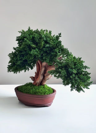 Handmade Preserved Juniper Bonsai Tree in Ceramic Pot – No Maintenance Indoor Plant, Japanese Zen Decor, Japandi Home Accent
