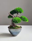 Mini Preserved Moss Bonsai Tree in Blue Ceramic Pot – Handmade Zen Japandi Decor