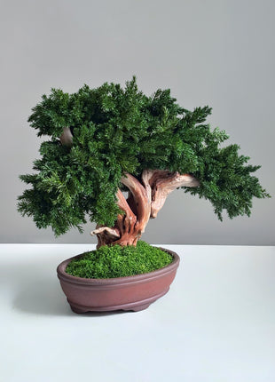 Handmade Preserved Juniper Bonsai Tree in Ceramic Pot – No Maintenance Indoor Plant, Japanese Zen Decor, Japandi Home Accent