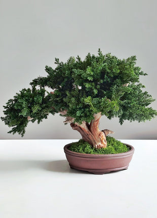 Handmade Preserved Juniper Bonsai Tree in Ceramic Pot – No Maintenance Indoor Plant, Japanese Zen Decor, Japandi Home Accent
