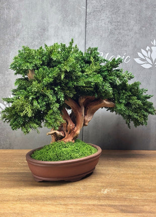 Handmade Preserved Juniper Bonsai Tree in Ceramic Pot – No Maintenance Indoor Plant, Japanese Zen Decor, Japandi Home Accent