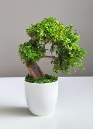 Mini Preserved Moss Bonsai Tree – Handmade Zen Japandi Home Decor