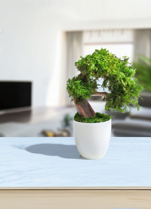 Mini Preserved Moss Bonsai Tree – Handmade Zen Japandi Home Decor