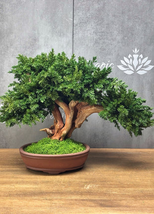 Handmade Preserved Juniper Bonsai Tree in Ceramic Pot – No Maintenance Indoor Plant, Japanese Zen Decor, Japandi Home Accent