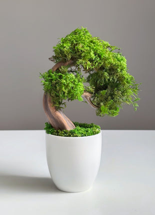 Mini Preserved Moss Bonsai Tree – Handmade Zen Japandi Home Decor