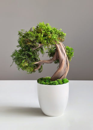 Mini Preserved Moss Bonsai Tree – Handmade Zen Japandi Home Decor