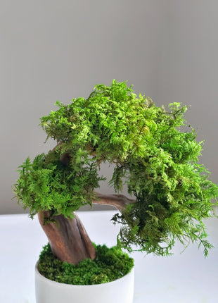 Mini Preserved Moss Bonsai Tree – Handmade Zen Japandi Home Decor