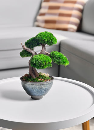 Mini Preserved Moss Bonsai Tree in Blue Ceramic Pot – Handmade Zen Japandi Decor