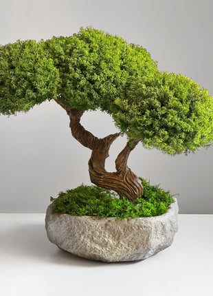 Preserved moss bonsai Harmony Tree in stone bowl