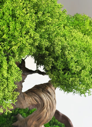 Close-up of a bonsai tree with detailed green foliage on a neutral background