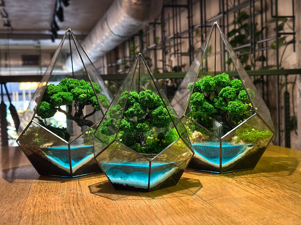 Moss terrariums