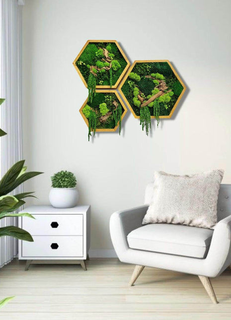 Hexagon Moss Wall Art Set - MagicGardens