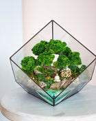 Glass cube terrarium with preserved moss and bonsai - MagicGardens