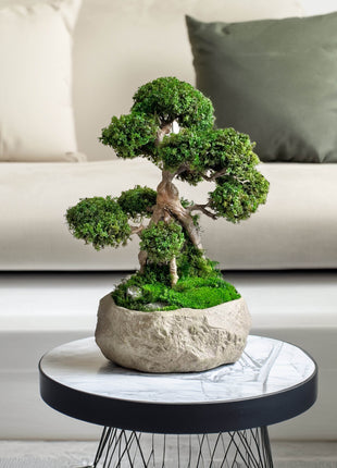 Preserved moss bonsai in stone pot Serenity Tree Magic Gardens