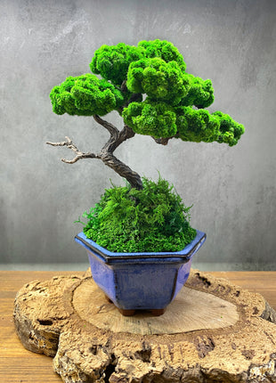 Preserved moss bonsai tree on the rock