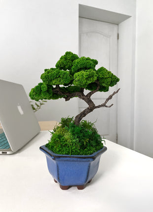 Preserved moss bonsai on the rock