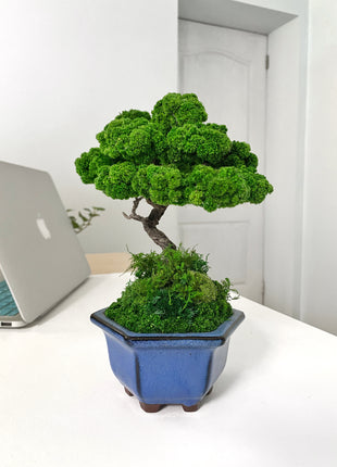 Unique preserved moss bonsai tree on the rock