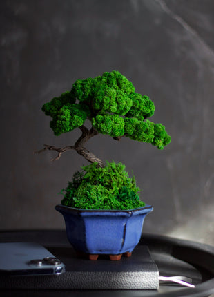 Preserved moss bonsai tree on the rock in blue pot