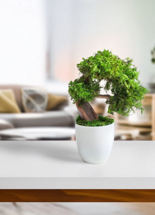 Mini Preserved Moss Bonsai Tree – Handmade Zen Japandi Home Decor
