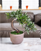 Olive Style Preserved Bonsai Tree in Ceramic Pot