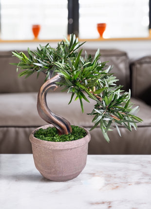 Olive Style Preserved Bonsai Tree in Ceramic Pot
