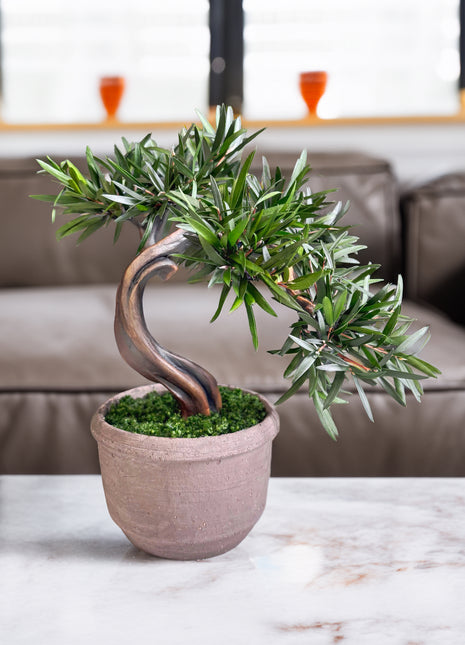 Olive Style Preserved Bonsai Tree in Ceramic Pot