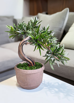 Olive Style Preserved Bonsai Tree in Ceramic Pot