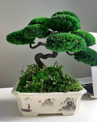 Bonsai with stabilized plants Emperor's Garden | Ceramic planter - MagicGardens