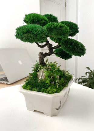 Bonsai with stabilized plants Emperor's Garden | Ceramic planter - MagicGardens