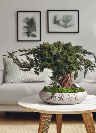 Preserved Juniper Bonsai Tree in Ceramic Pot – Handmade Zen Moss Sculpture