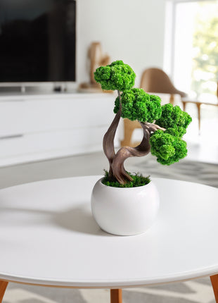 Mini Preserved Moss Bonsai Tree in White Ceramic Pot – Handmade Zen Desk Decor
