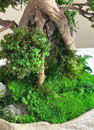 Artistic bonsai tree with preserved moss foliage in stone-effect ceramic pot — Japanese-inspired design piece