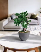 Mini Preserved Bonsai Tree in Gray Pot – Handmade Zen Japandi Decor