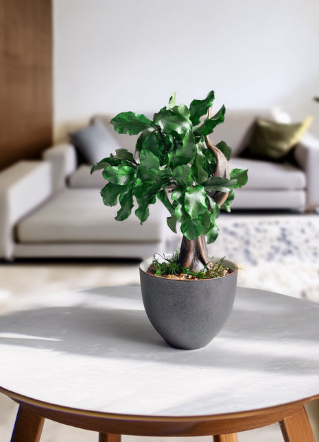Mini Preserved Bonsai Tree in Gray Pot – Handmade Zen Japandi Decor