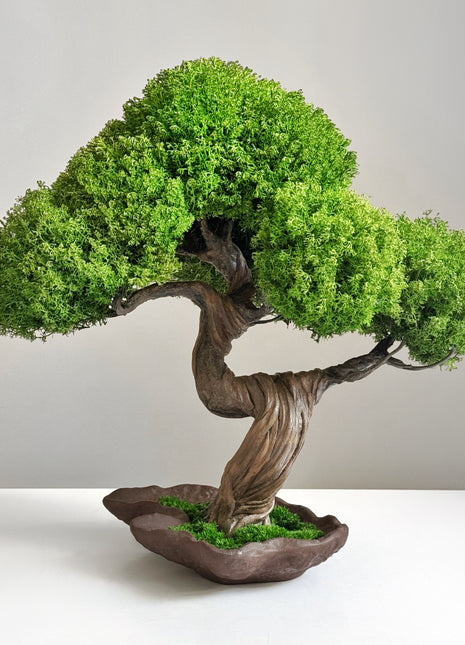 Front view of Emerald Canopy preserved bonsai tree 35×35 cm with lush green moss crown and sculpted trunk in decorative base